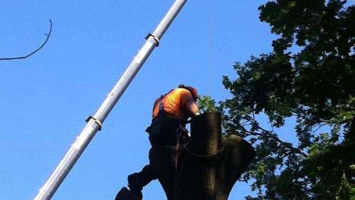 nu de boom ontdaan is van takken de boom verder wegtakelen uit de achtertuin